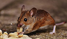 24 Hour & Emergency Exterminators in Sandston, VA